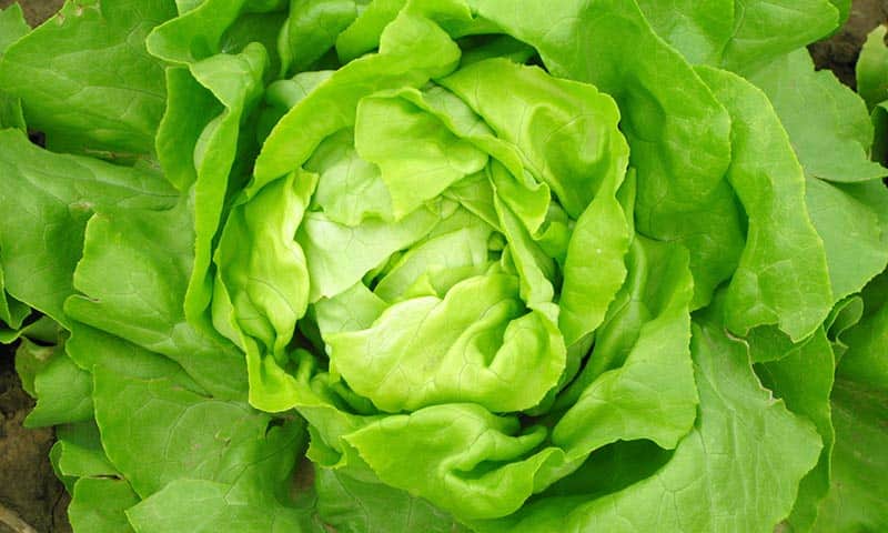 تصویر 1 از خرید کاهو پیچ + قیمت فروش استثنایی